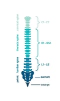 La columna vertebral humana